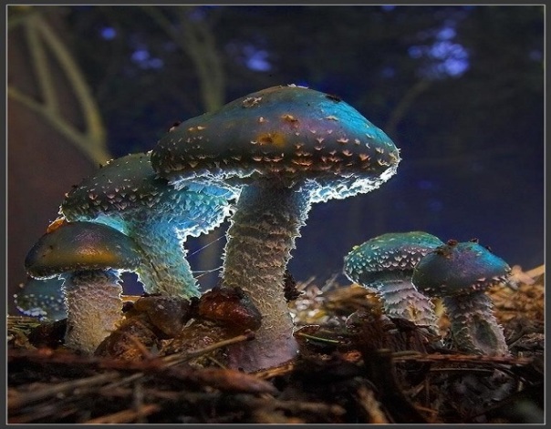 return-to-the-ground-mushroom